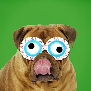 Googly: Douge De Bordeaux Dog licking, wearing bloodshot eye glasses