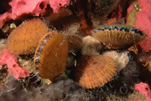 Auscape International: Doughboy scallop - group, with blue eyes visible
