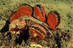 Auscape International: Doughboy scallop - and King scallop Pecten miridionalis