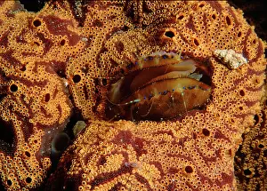 Squirts: Doughboy scallop living in the middle of an ascidian