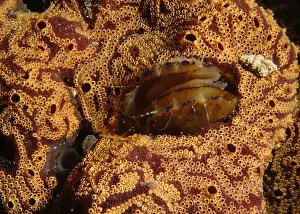 Auscape International: Doughboy scallop - living in the middle of an ascidian