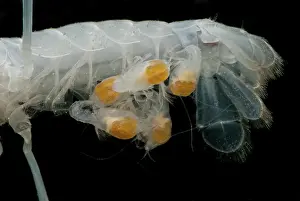 Maternal: Dougherty Plains Cave Crayfish