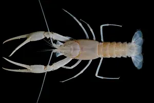 Subterranean: Dougherty Plains Cave Crayfish