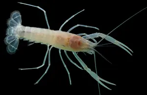 Subterranean: Dougherty Plains Cave Crayfish