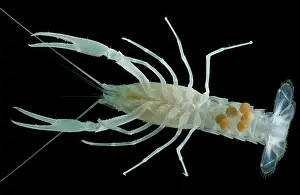 Subterranean: Dougherty Plains Cave Crayfish