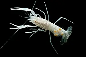 Maternal: Dougherty Plains Cave Crayfish