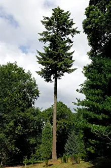 Firs: Douglas Fir