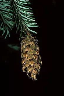 Firs: DOUGLAS FIR