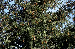Firs: Douglas Fir