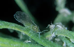 Adelgidae: Douglas fir adelgid