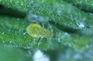 Micrograph: Douglas fir adelgid