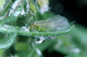 Micrograph: Douglas fir adelgid