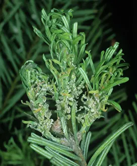 Needles: Douglas fir adelgids