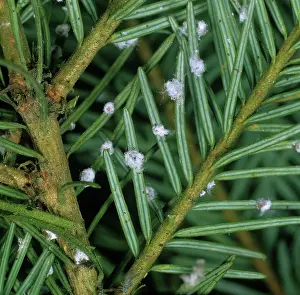 Needles: Douglas fir adelgids