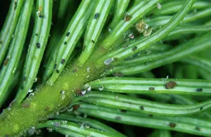 Needles: Douglas fir adelgids