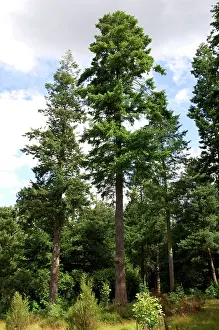Firs: Douglas-Fir - Bedgebury Pinetum