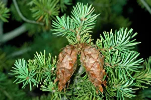 Firs: Douglas Fir - cones