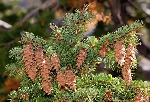 Firs: Douglas Fir - cones and foliage