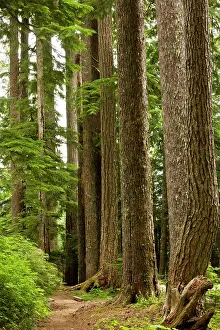 Firs: Douglas Fir - old trees