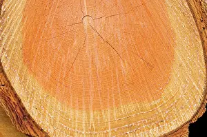 Ages: Douglas Fir Tree - Growth ring