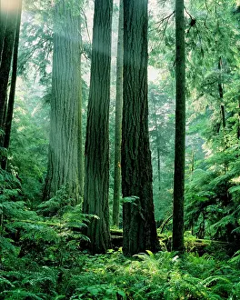 Firs: Douglas Fir Tree - Old Growth, Summer