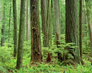 Firs: Douglas Fir Trees - old growth forest growing along
