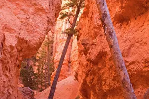 Firs: Douglas Firs - growing inside the steep sandstone