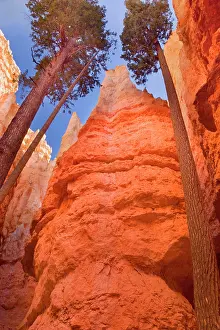 Firs: Douglas Firs - growing inside the steep sandstone