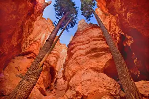 Firs: Douglas Firs - growing inside the steep sandstone