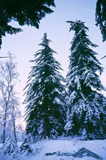 Firs: DOUGLAS FIRS - IN SNOW