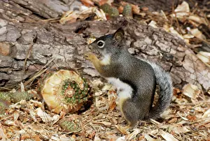 Douglasii: Douglas Squirrel / Chickaree - feeding