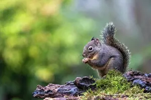 Railing: Douglas Squirrel standing on a log eating a nut