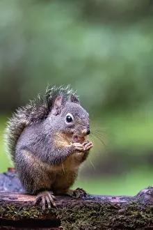 Hungry: Douglas Squirrel standing on a log eating a peanut