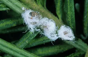 Adelgidae: Doulas fir adelgid eggs