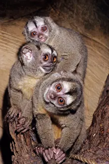 Aotus: Douroucouli / Owl / Night MONKEY