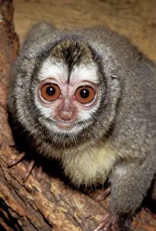 Startled: Douroucouli / Owl / Night MONKEY