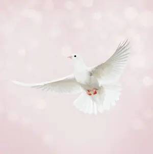 Glittery: Dove in flight, bokeh
