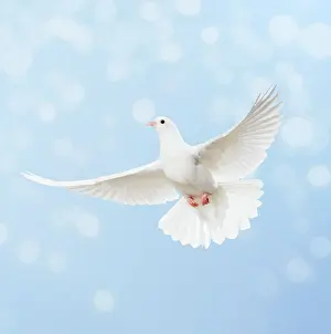 Glittery: Dove in flight, bokeh