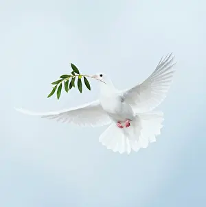 Olives: Dove - in flight carrying olive branch in beak 'peaceI