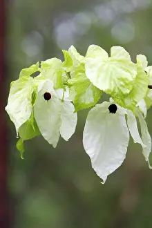 Bracts: Dove / Ghost tree - showing false petals or bracts