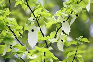 Bracts: Dove / Ghost tree - showing false petals or bracts