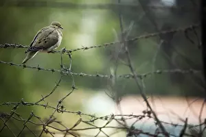 Unsharp: Dove landed on a fence Arequipa Caylloma Peru
