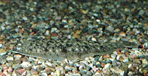Soles: Dover / Common Sole