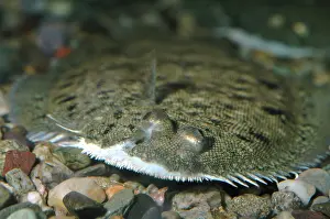Soles: Dover / Common Sole