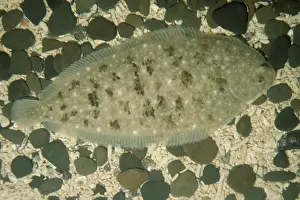 Solea: Dover / Common Sole Fish - On sea bed
