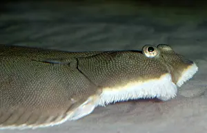 Soles: Dover Sole