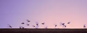 Anthony Harrison: Doves flutter above roofline against dawn or dusk