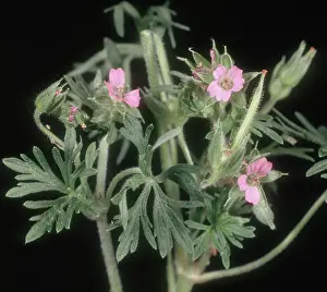 Geranium: Dove's-foot crane's-bill