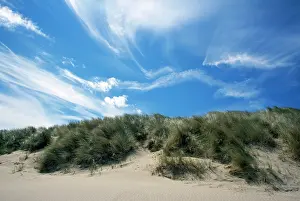 Marram: Dovey National Nature Reserve - Sand dunes and Marram grass