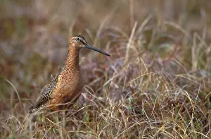 Dowitchers: Dowitcher